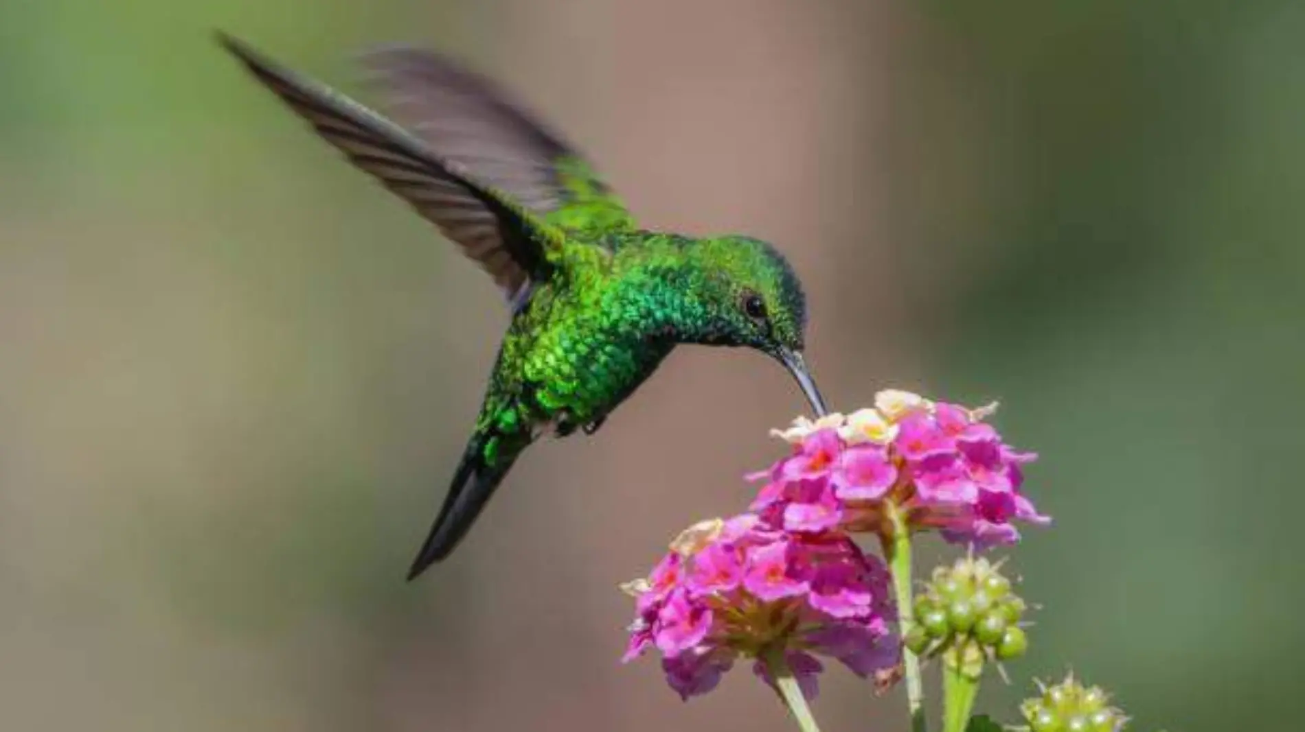 Colibrí Pixabay (1)